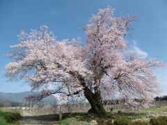 新田原の桜の写真1