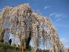 ���V�R�̃V�_���U�N���̎ʐ^1