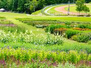 �x�m�������Ԃ̗��̎ʐ^2