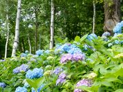 �x�m�������Ԃ̗��̎ʐ^3