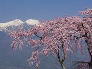 �����̂�������i���ނ��Ƃ�܎��R�����j�̎ʐ^2