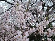 �㋽�n��i�{���j�̃G�h�q�K�����̎ʐ^4