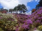 �̂����ǐX�ь����̎ʐ^2