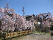 ���V�R�̃V�_���U�N���̎ʐ^3