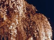 ���V�R�̃V�_���U�N���̎ʐ^4