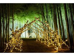 |̓m R_ Bamboo Winter Lights 2025̎ʐ^1