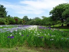 �e���u�^�������@�n�i�V���E�u�̎ʐ^1