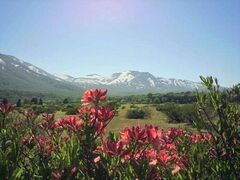 �c�㍂���̃����Q�c�c�W�̎ʐ^1