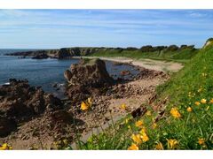 �s����C�݂̃j�b�R�E�L�X�Q�̎ʐ^1