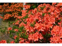 ���덂���̃����Q�c�c�W�̎ʐ^1