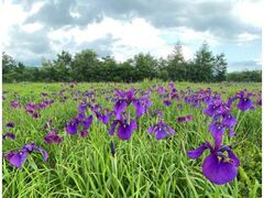 ���⍂���̃m�n�i�V���E�u�̎ʐ^1