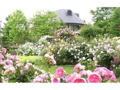 �₭�炢�K�[�f���̃��[�Y�K�[�f���̎ʐ^1