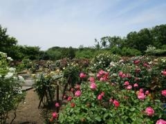 �H�c�����_�ƉȊw�ف@�o���t�F�X�^�̎ʐ^1