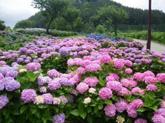 ���k�G�v�\���ѐX�R�����̃A�W�T�C�̎ʐ^1