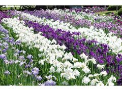 ���䂠��߂܂�̎ʐ^1