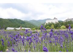 ���c��n�[�u�����x���_�[�E�݁i�̌��j�̎ʐ^1