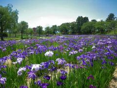 ��a������̉Ԃ��傤�Ԃ̎ʐ^1