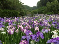 ���R�̗��@�����@�ԏҊ��̊J�Ԃ̎ʐ^1