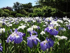 ���������t�����[�p�[�N�@�u���[���z���C�g�K�[�f���̎ʐ^1