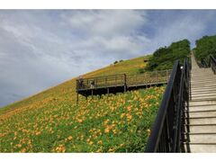 ���~�����̃j�b�R�E�L�X�Q�̎ʐ^1