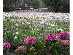 �Ԗx�Ԃ��傤�ԉ��̃n�i�V���E�u�̎ʐ^1