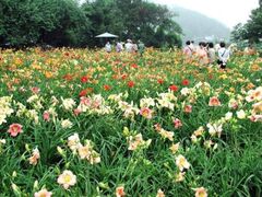 �A�C���X�̋u�@�w�����J���X���I�[�v���̎ʐ^1