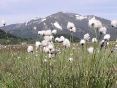 �����P���̃��^�X�Q�̎ʐ^1