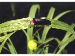 �����z�^���̗��̎ʐ^1