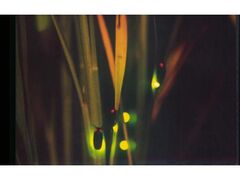 �����z�^���̗��̌u�̎ʐ^1