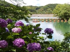 �剖�΂̃A�W�T�C�̎ʐ^1