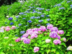 �X�c�S�H���@����������̃A�W�T�C�̎ʐ^1