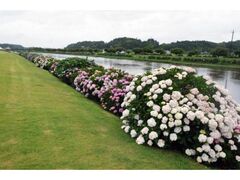 ���Ò��̂��������̎ʐ^1