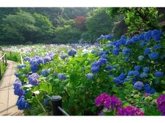 �{�y���̃A�W�T�C�̎ʐ^1