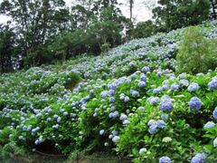 ���Ȍ������̃A�W�T�C�̎ʐ^1