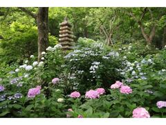 �����s�����@�������̃A�W�T�C�܂�̎ʐ^1