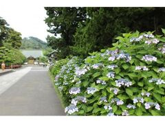 �������̃A�W�T�C�̎ʐ^1