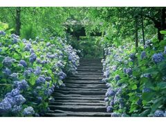 �����@�̃A�W�T�C�̎ʐ^1