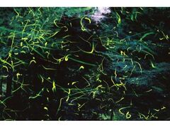 �⎺����@�~�Ȃق���Ղ�̎ʐ^1