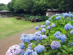 �V�������劃���ƐX�����̃A�W�T�C�̎ʐ^1