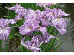 ���c�A�������̉ԏҊ��̎ʐ^1