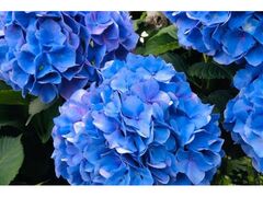 ���c�A�������̃A�W�T�C�̎ʐ^1