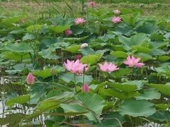 �؏ꊃ�����̃n�X�̎ʐ^1