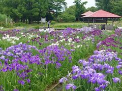 �؏ꊃ�����̉ԏҊ��̎ʐ^1