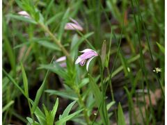 ���䑍���A�����v�����g�s�A�̃g�L�\�E�̎ʐ^1