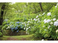 �y�R�����̃A�W�T�C�̎ʐ^1