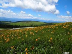 �����􍂌��@�j�b�R�E�L�X�Q�̎ʐ^1