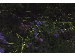 �Ԍ��ق���Ղ�̎ʐ^1