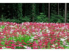 �F�Í]�l�\����R�쑐�ԉ��@�Ԃ̐X�܂�̎ʐ^1