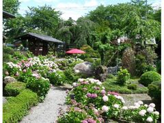 �|�펛�̃A�W�T�C�̎ʐ^1