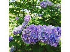 �݂̂������N�̐X�̃A�W�T�C�̎ʐ^1